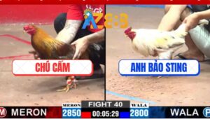 Trận 40 CPC3 12/3/2025 - Bướm Hiệu Bảo Sting Đá Gà Chú Cấm Nằm Đống