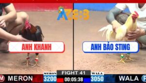 Trận 41 CPC3 12/3/2025 - Úa Anh Bảo Sting Đá Tăng 1 Hạ Gà Anh Khanh