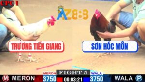 Trận 5 CPC1 1/3/2025 - Gà Anh Trương Tiếp Tục Đá Đối Thủ Bung Bồ