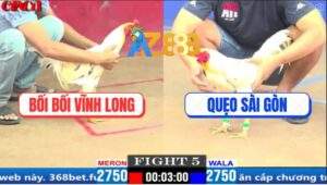 Trận 5 CPC1 20/3/2025 - Anh Quẹo Phục Thù Đá Gà Bướm Bối Bối Gãy Giò