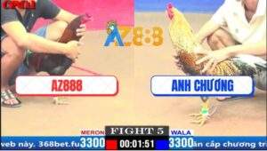 Trận 5 CPC1 27/3/2025 - Que Cọp Xóm Gà AZ Đá Gà Cú Anh Chương Lật Xe