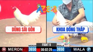 Trận 9 CPC3 4/3/2025 - Gà Anh Khoa Đá Gà Anh Dũng Sài Gòn Bại Liệt