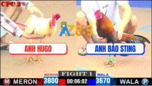 Trận 1 CPC2 18/4/2025 - Gà Úa Anh HuGo Đá Gà Anh Bảo Sting Tắt Điện