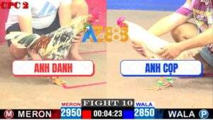 Trận 10 CPC2 30/4/2025 - Bướm Anh Cọp Đá 1 Cước Bông Gãy Cổ Chết Tươi