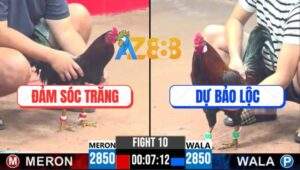 Trận 10 CPC3 29/4/2025 - Đám Điều Xanh Anh Dự Bảo Lộc Đâm Cựa Quá Rát