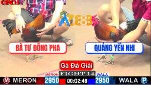 Trận 14 CPC1 10/4/2025 - Gà Chị Quảng Yến Nhi Đá Gà Bà Tư Bỏ Chạy