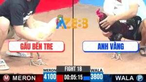 Trận 18 CPC3 22/4/2025 - Gà Anh Vàng Đá Đúng 3 Chân Úa Cọp Gãy Giò