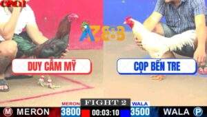 Trận 2 CPC1 19/4/2025 - Gà Bướm Anh Cọp Kém 3 Chấm Đá Bự Nằm Dài