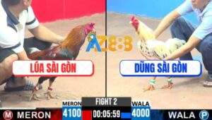 Trận 2 CPC3 12/4/2025 - Gà Bướm Anh Dũng Sài Gòn Đâm Cựa Như Sơ Mít