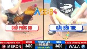 Trận 26 CPC3 1/4/2025 - Gà Điều Chú Phúc Đụng Cọp 1 Đá Gãy Chân