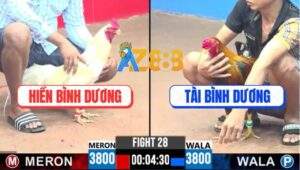 Trận 28 CPC3 14/4/2025 - Gà Bướm Anh Hiền Bình Dương Có Chân Mai Độ