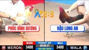 Trận 29 CPC3 22/4/2025 - Gà Bướm Chú Phúc 1 Đòn Chốt Hạ 3 Điểm Gọn Lẹ