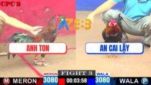 Trận 3 CPC2 27/4/2025 - Gà Điều Anh An Đâm Gà Anh Ton Hư Tỳ Tốc Chạy