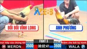 Trận 3 CPC3 5/4/2025 - Gà Chuối Bối Bối Đá Gà Điều Anh Phương Trào Đờm