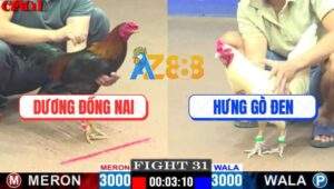 Trận 31 CPC1 14/4/2025 - Gà Que Anh Dương 1 Đá Lụm Tiền Quá Đẳng Cấp