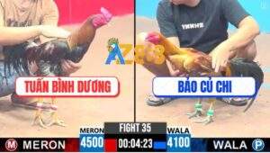 Trận 35 CPC3 13/4/2025 - Gà Anh Tuấn Nặng 4k5 Đá Đối Thủ Rớt Tự Do