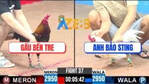 Trận 37 CPC3 22/4/2025 - Bướm Hiệu Bảo Sting Đụng Cọp Bị Đá Ói Bung Bồ