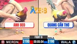 Trận 6 CPC3 9/4/2025 - Gà Chuối Anh Phước Đá Gà Điều Anh Beo Chạy Chết