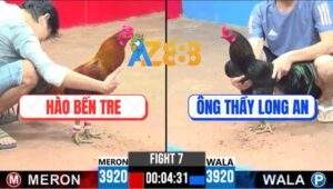 Trận 7 CPC3 26/4/2025 - Xanh Que Của Ông Thầy Đâm Cựa Như Sam Sít