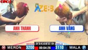 Trận 9 CPC1 12/4/2025 - Gà Điều Anh Thanh Thua Trong Uất Ức