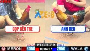 Trận 9 CPC1 19/4/2025 - Gà Anh Cọp Đâm Mẻ Hiệu Tính Ga King Bung Bồ