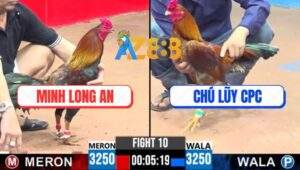 Trận 10 CPC3 7/5/2025 - Gà Vàng Chú Lũy Nuốt Ói Hạ Điều Cọp Má Minh