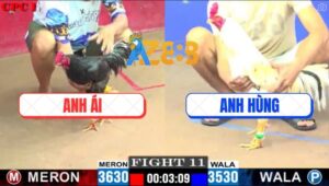 Trận 11 CPC1 24/5/2025 - Bướm Cọp Anh Hùng Đâm Ô Đuôi Lao Ra Sting