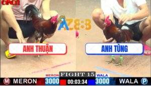 Trận 15 CPC1 19/5/2025 - Điều Chân Xanh Anh Tùng Đâm Đối Thủ Trào Đờm