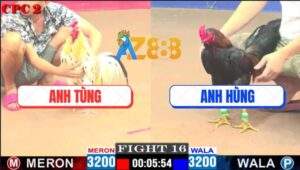 Trận 16 CPC2 14/5/2025 - Gà Anh Hùng Chịu Đấm Phản Ăn 1 Đưa Biện Đi Xa