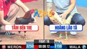 Trận 16 CPC3 30/5/2025 - Bướm Anh Hoàng Lão Tà Chưa Kịp Đá Đã Bưng Ra