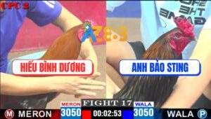 Trận 17 CPC2 4/5/2025 - Gà Điều Tiễn Que Mặt Lọ Bảo Sting Lên Đường