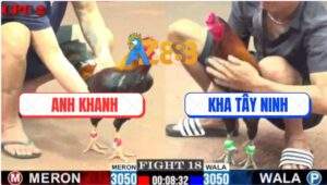 Trận 18 CPC2 28/5/2025 - Điều Chân Xanh Anh Kha Đâm Cựa Như Cái Máy