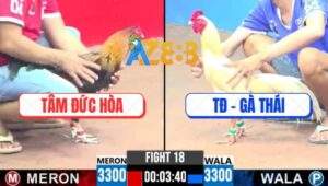 Trận 18 CPC3 25/5/2025 - Anh Tâm Đức Hòa Đụng Tập Đoàn Gà Thái