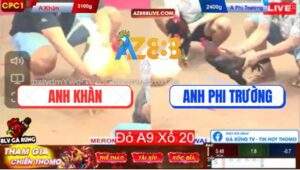 Trận 19 CPC1 8/5/2025 - Một Chọi Cặp Gà Sinh Đôi Không Chột Cũng Què