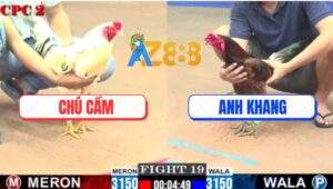 Trận 19 CPC2 28/5/2025 - Gà Phèn Anh Khang Đá Bướm Chú Cấm Bể Bóng Đèn