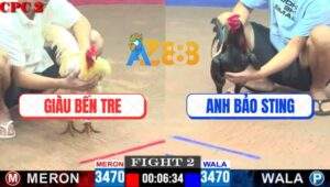 Trận 2 CPC2 9/5/2025 - Gà Điều Anh Bảo Sting Chưa Kịp Đá Đã Nhảy Cò Cò