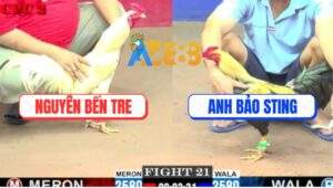 Trận 21 CPC2 23/5/2025 - Chuối Cọp Anh Bảo Sting Đâm Cựa Như Phát Xít