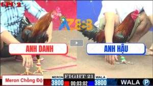 Trận 21 CPC2 28/5/2025 - Gà Điều Anh Danh Lên 2 Đá Đối Thủ Nằm 1 Đống