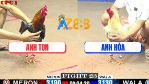 Trận 23 CPC1 27/5/2025 - Bổn Bướm Anh Hòa Đâm Cựa Như Chỉa