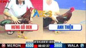 Trận 25 CPC1 22/5/2025 - Điều Cọp Xóm Gà AZ Đâm Điều Chân Xanh Như Tổ Ong