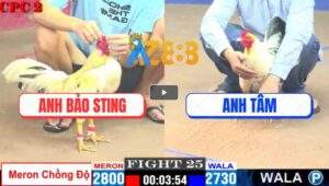 Trận 25 CPC2 9/5/2025 - Đẳng Cấp Nài Gà Anh Bảo Sting Phản 5 Lai