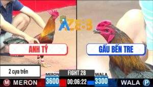 Trận 28 CPC3 14/5/2025 - Điều Anh Tý Đá 2 Cựa Trên Đâm Như Máy Chém