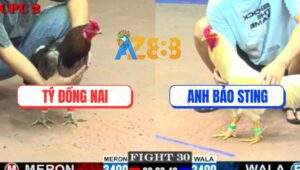 Trận 30 CPC2 23/5/2025 - Úa Anh Bảo Sting Hạ Gà Xám Trong Tay Nước Đầu