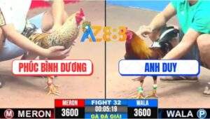 Trận 32 CPC3 31/5/2025 - Chú Phúc Mất Hơn Tỷ, Gà Cú Thắng Tang Bỏ Chạy