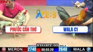 Trận 33 CPC1 29/5/2025 - Gà Điều Wala C1 Sụm Tỳ Đá Bướm Bung Bồ