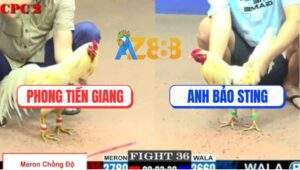 Trận 36 CPC2 23/5/2025 - Bướm Anh Phong Lên 2 Hạ Bướm Hiệu Bảo Sting