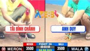 Trận 36 CPC3 31/5/2025 - Á Quân 2, Anh Tài Bình Chánh Và Anh Duy