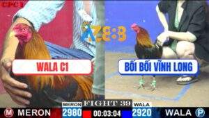 Trận 39 CPC1 29/5/2025 - Gà Điều Bối Bối Bao Đâm Cũng Phải Gục Ngã