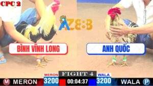 Trận 4 CPC2 2/5/2025 - Bướm Anh Quốc Đá Gà Anh Bình Há Miệng Bỏ Chạy