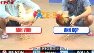 Trận 9 CPC2 23/5/2025 - Gà Điều Anh Cọp Nuốt Ói Phản Ăn 1